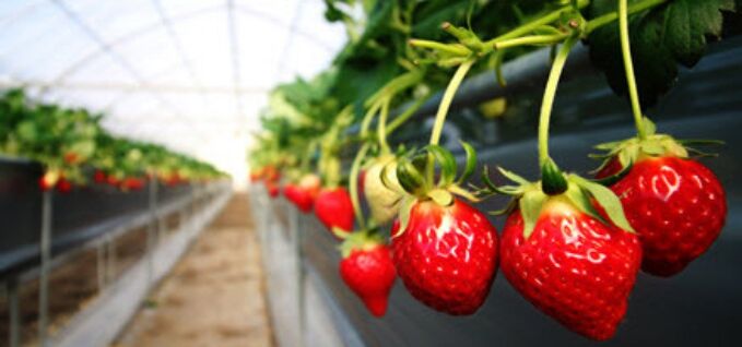 greenhouse image