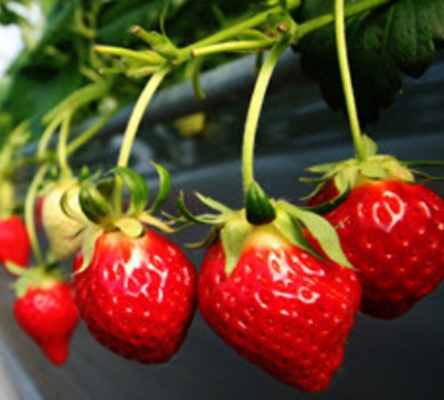 strawberry image