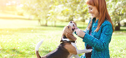 Looking for plasticizer - feeding dog photo