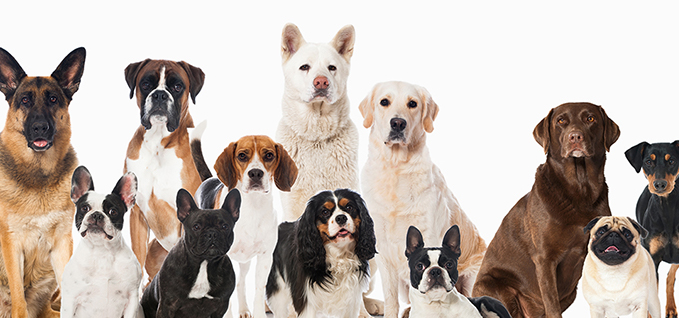 Plasticizer companion - group of dogs photo