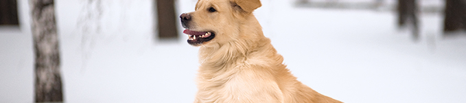 DINP, DIDP performance - dog - photo