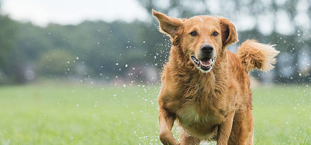 Fundamentals of Jayflex plasticizers - wet dog
