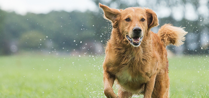 Fundamentals of Jayflex plasticizers - wet dog