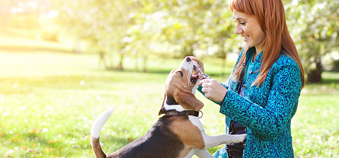 Looking for plasticizer - feeding dog photo