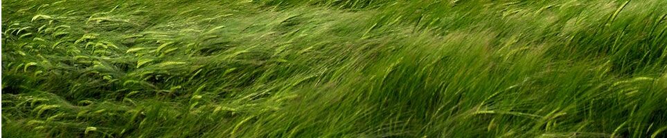 Close up of grass field