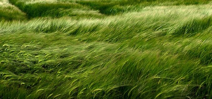 Close up of grass field