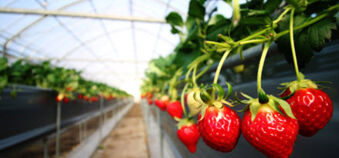 strawberry in greenhouse