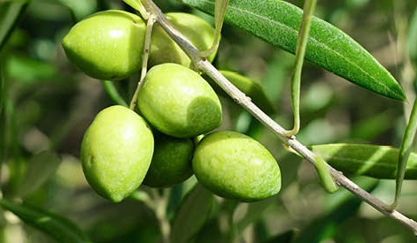 seeds