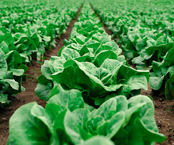 Salads field