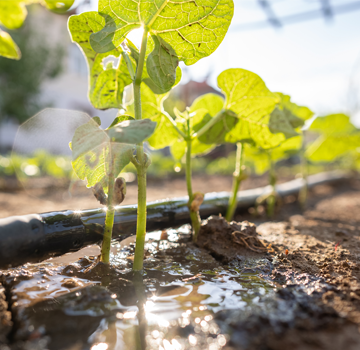 Sunlit seedlings in a garden bed with water pooling from drip irrigation.