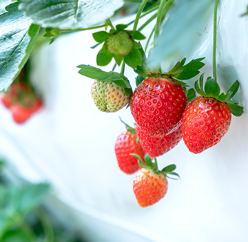 Primer plano de fresas maduras y verdes colgando de una planta con hojas verdes.