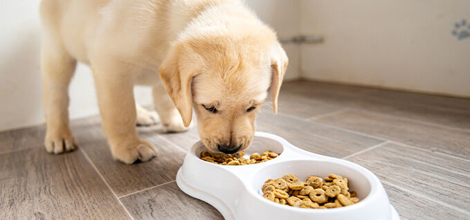 Puppy eating dog food from a bowl. 