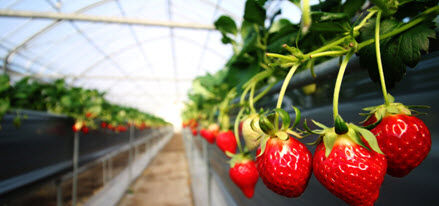 strawberry in greenhouse